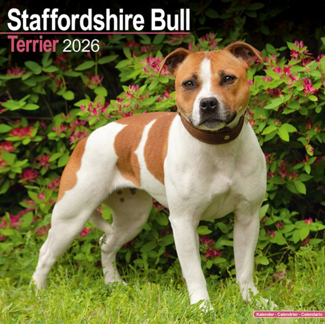 Staffordshire Bull Terrier Calendar 2026  Square Dog Breed Wall Calendar - 16 Month 9781804606926 